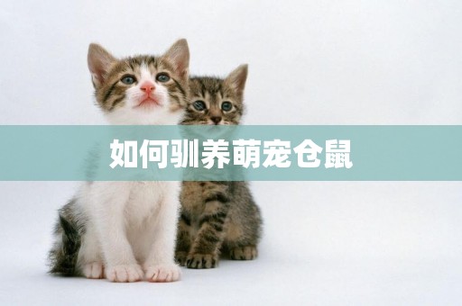 如何馴養萌寵倉鼠