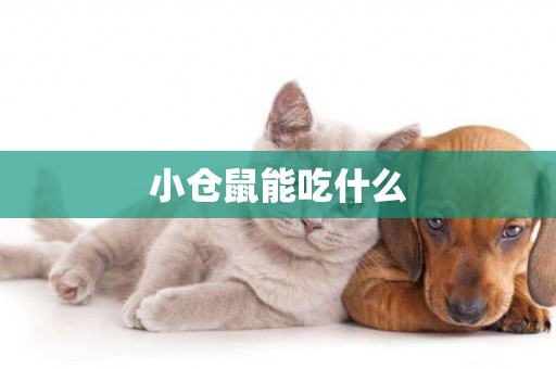 小倉鼠能吃什么
