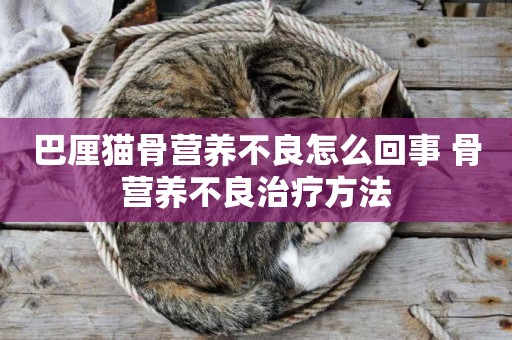 巴厘貓骨營養不良怎么回事 骨營養不良治療方法