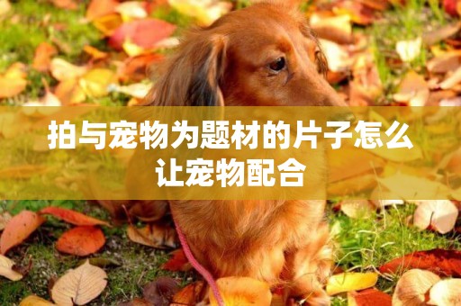 拍與寵物為題材的片子怎么讓寵物配合