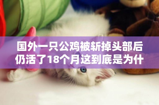 國外一只公雞被斬掉頭部后仍活了18個月這到底是為什么