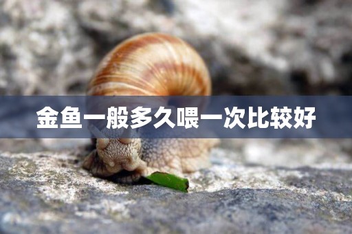 金魚一般多久喂一次比較好