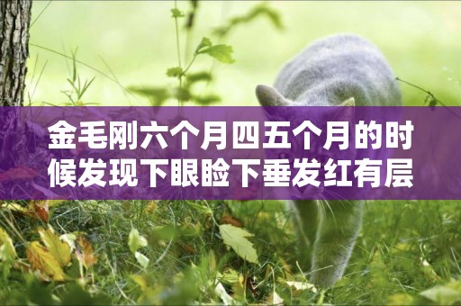 金毛剛六個月四五個月的時候發現下眼瞼下垂發紅有層眼膜覆蓋眼睛上流眼淚睜不開眼睛是怎么回事