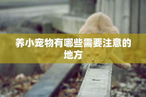養小寵物有哪些需要注意的地方