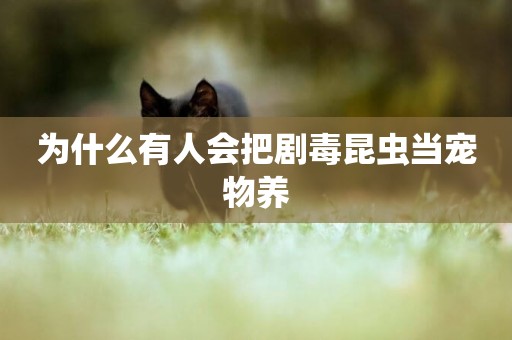 為什么有人會把劇毒昆蟲當寵物養