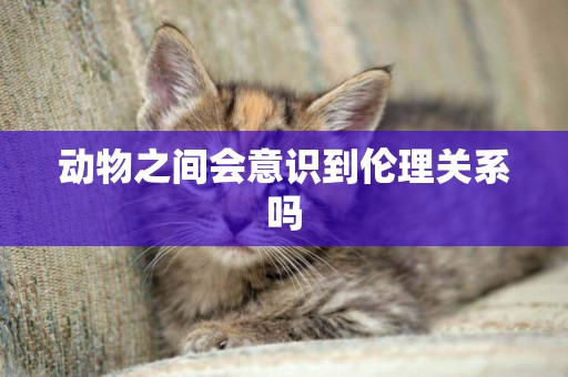 動物之間會意識到倫理關系嗎