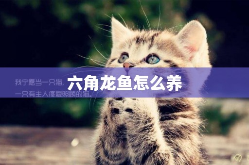 六角龍魚怎么養