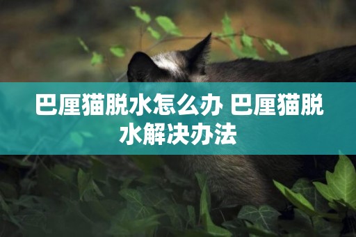 巴厘貓脫水怎么辦 巴厘貓脫水解決辦法