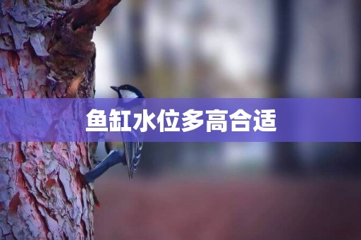 魚缸水位多高合適
