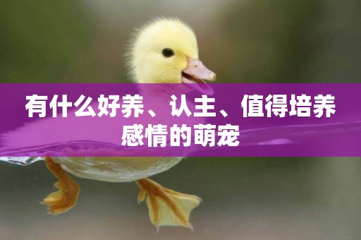 有什么好養、認主、值得培養感情的萌寵