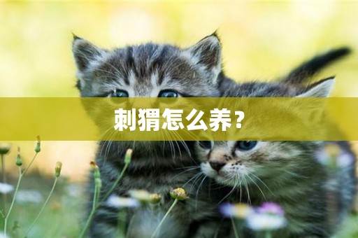 刺猬怎么養？