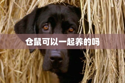 倉鼠可以一起養的嗎
