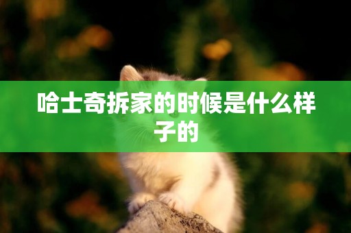 哈士奇拆家的時候是什么樣子的