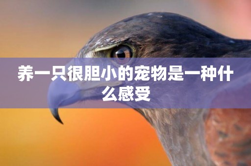 養一只很膽小的寵物是一種什么感受