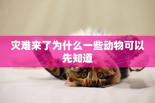 災難來了為什么一些動物可以先知道