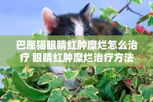 巴厘貓眼睛紅腫糜爛怎么治療 眼睛紅腫糜爛治療方法