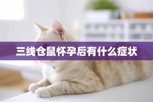 三線倉鼠懷孕后有什么癥狀