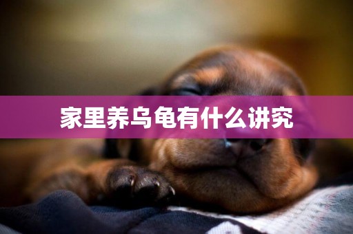 家里養烏龜有什么講究