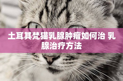 土耳其梵貓乳腺腫瘤如何治 乳腺治療方法