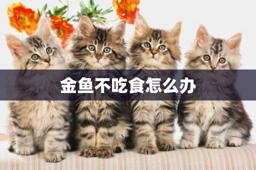 金魚不吃食怎么辦