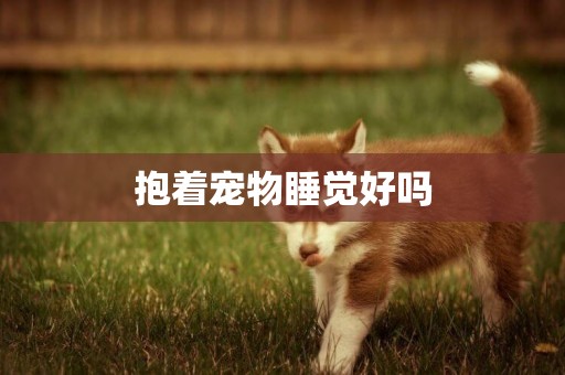 抱著寵物睡覺好嗎