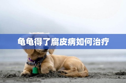 龜龜得了腐皮病如何治療
