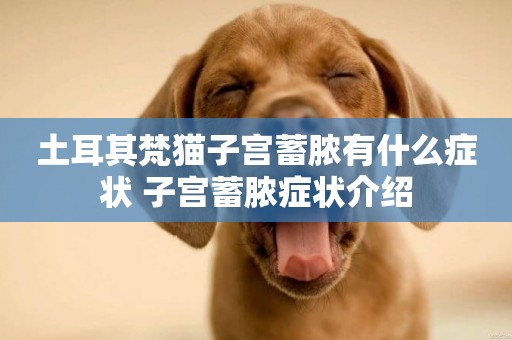 土耳其梵貓子宮蓄膿有什么癥狀 子宮蓄膿癥狀介紹