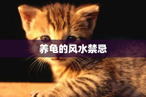 養龜的風水禁忌