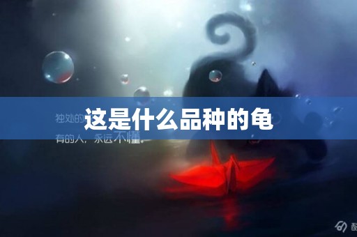 這是什么品種的龜