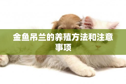金魚吊蘭的養殖方法和注意事項