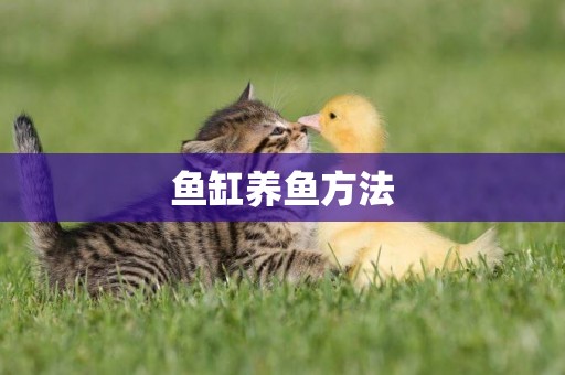 魚缸養魚方法