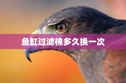 魚缸過濾棉多久換一次