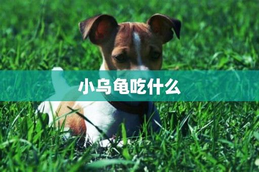 小烏龜吃什么