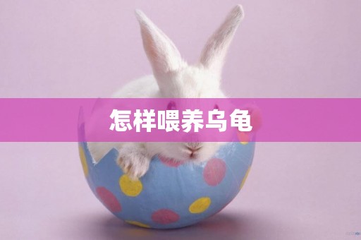 怎樣喂養烏龜