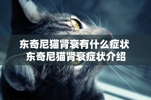 東奇尼貓腎衰有什么癥狀 東奇尼貓腎衰癥狀介紹