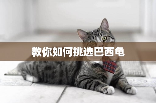 教你如何挑選巴西龜