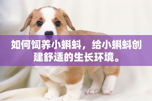 如何飼養小蝌蚪，給小蝌蚪創建舒適的生長環境。