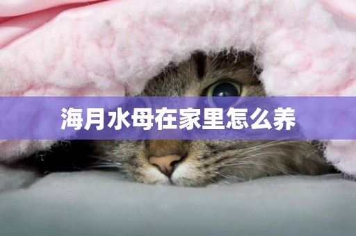 海月水母在家里怎么養