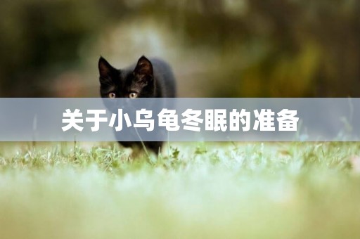 關于小烏龜冬眠的準備