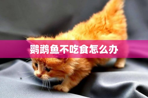 鸚鵡魚不吃食怎么辦