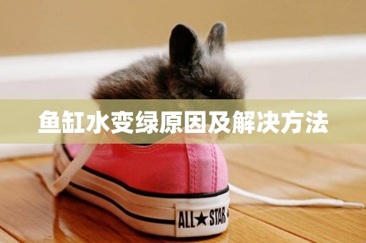 魚缸水變綠原因及解決方法