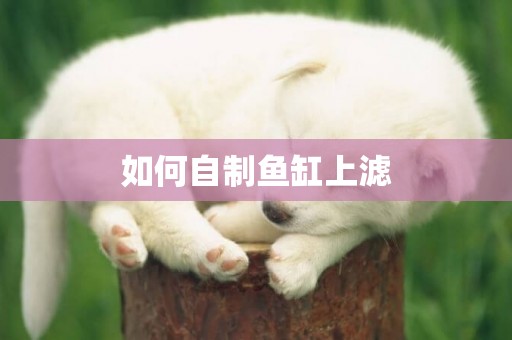 如何自制魚缸上濾