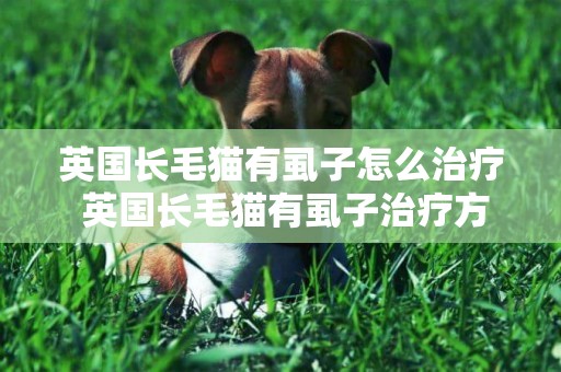英國長毛貓有虱子怎么治療 英國長毛貓有虱子治療方法