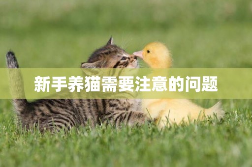新手養貓需要注意的問題