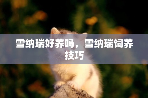 雪納瑞好養嗎，雪納瑞飼養技巧
