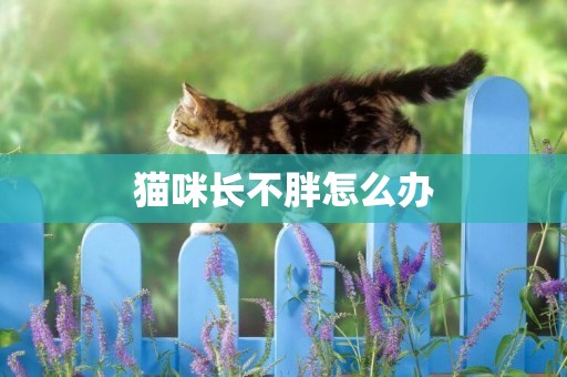 貓咪長不胖怎么辦