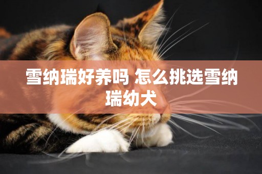 雪納瑞好養嗎 怎么挑選雪納瑞幼犬