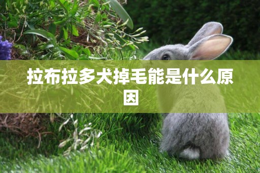 拉布拉多犬掉毛能是什么原因