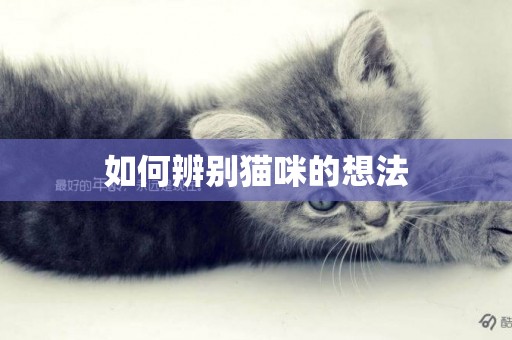 如何辨別貓咪的想法