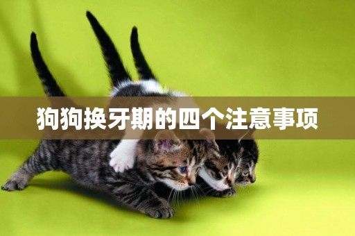 狗狗換牙期的四個注意事項